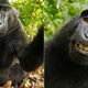 Illustration for article titled Thanks to PETA, the Monkey Selfie Controversy Will Never End